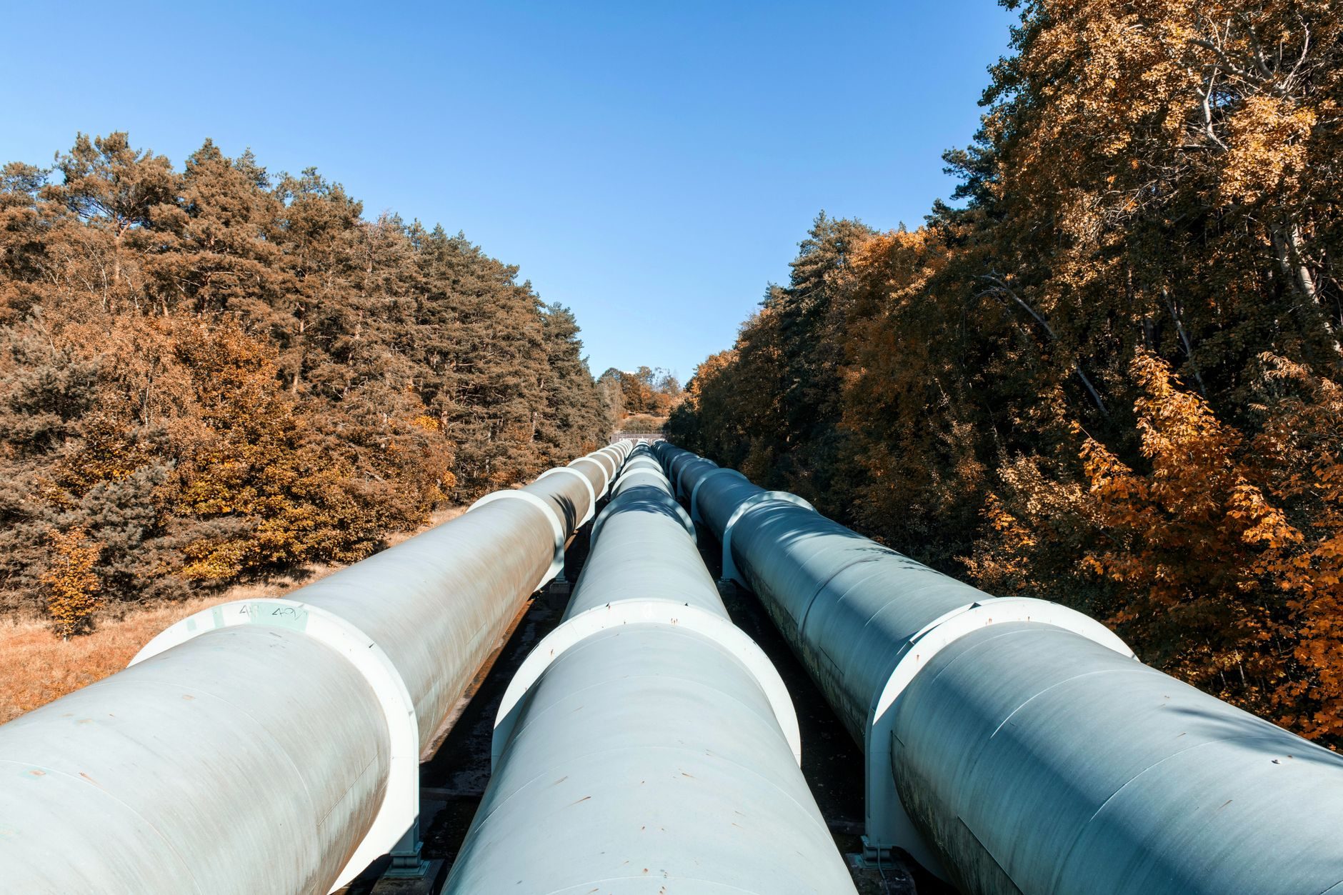 Above-ground pipelines running through autumn forest